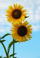 葵花向陽