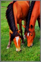 雙馬圖