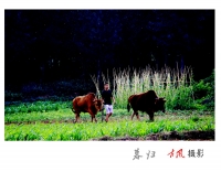 暮歸