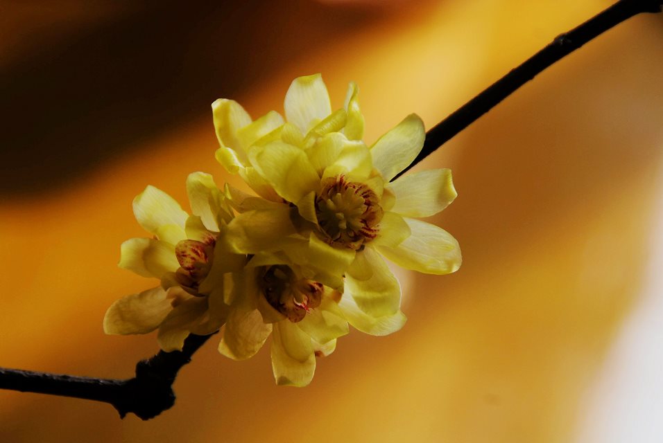花枝俏，萬里春