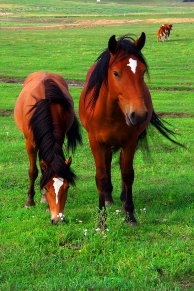 駿馬圖