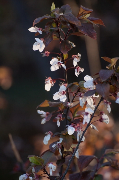 小花