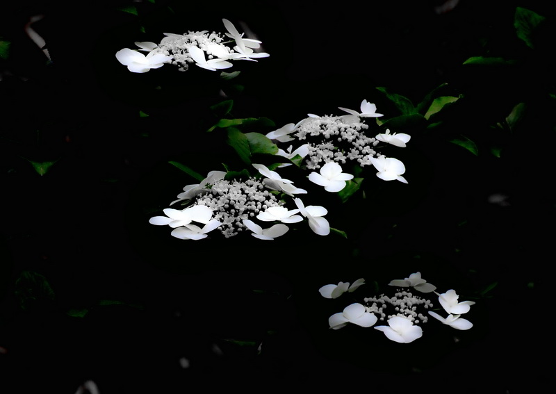 瓊花