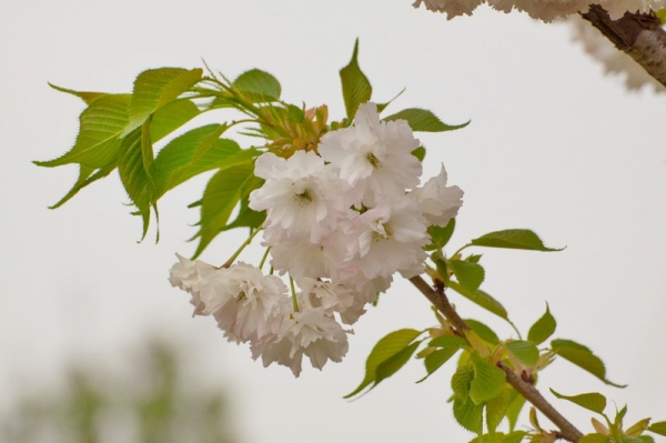 二拍櫻花