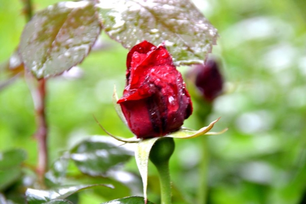 帶雨玖瑰