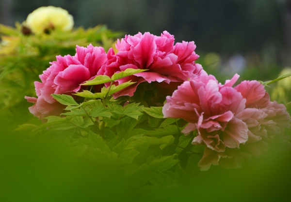 菏澤賞牡丹