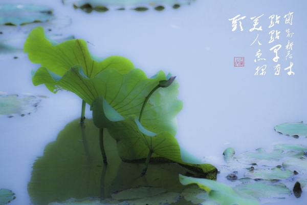 美人探頭