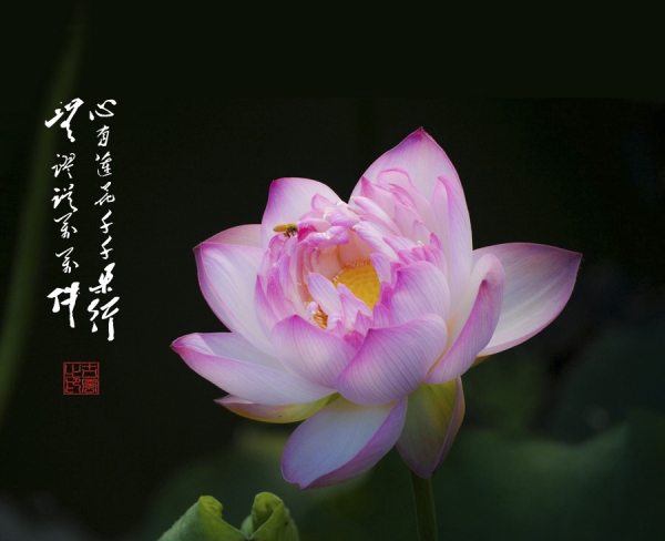 蓮心善行