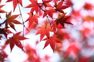 楓葉紅了