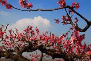 八公山賞桃花