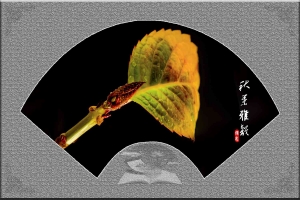 秋葉雅韻