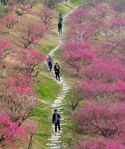 在那梅花盛開的地方