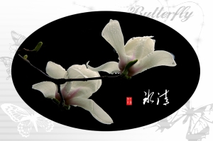 玉蘭花組照