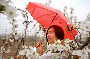 黃晶梨園美少女