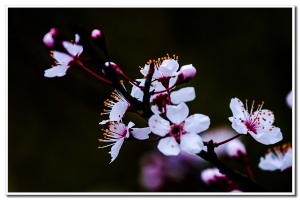 櫻花