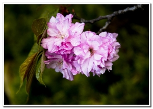櫻花
