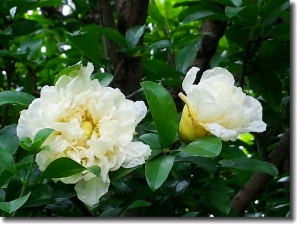 石榴花開(kāi)