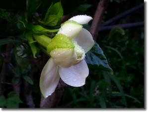 梔子花開(kāi)