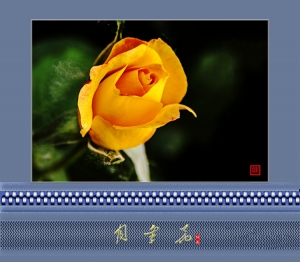 月季花
