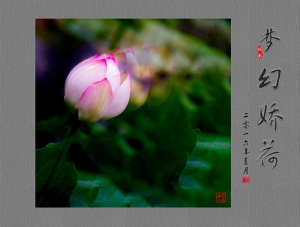 夢幻嬌荷