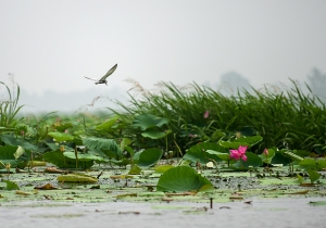 焦崗湖