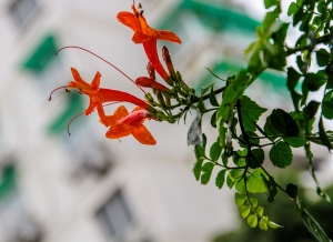 小花隨拍