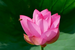 花香蜂自來(lái)