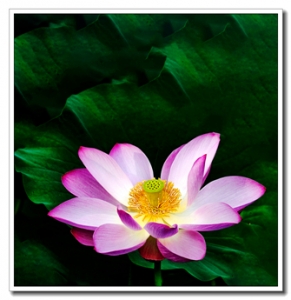 荷花