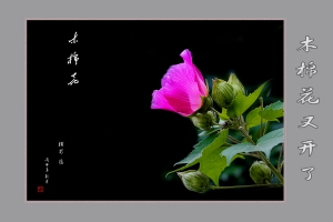木棉花又開了