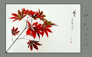 火紅的楓葉分外嬌