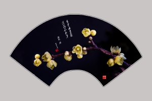 扇面臘梅