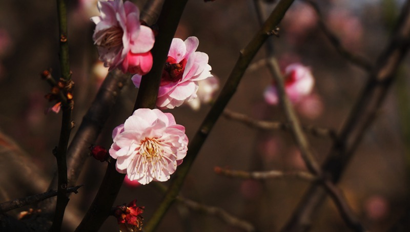 梅花迎春開