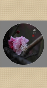 梅韻