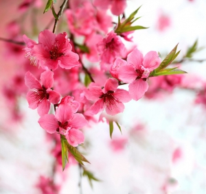 桃花依舊笑春風（一組）